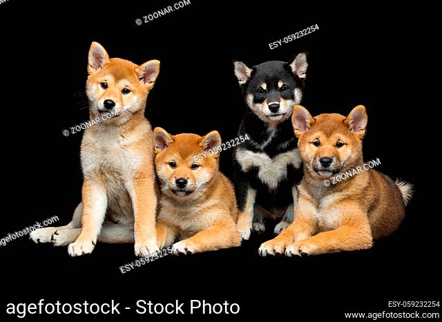 Four beautiful brown and black japanese shiba inu puppy dogs lying over black background. Copy space