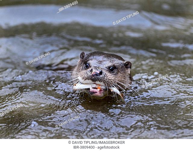 Otter (Lutra lutra) with Roach, River Thet, Norfolk, England, United Kingdom