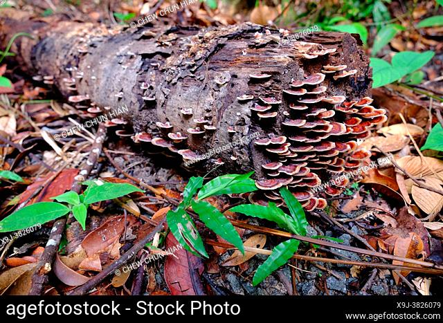 Turkey tail Fungus on tree trunk, common polypore mushroom, trametes versicolor, coriolus versicolor, polyporus versicolor, asia
