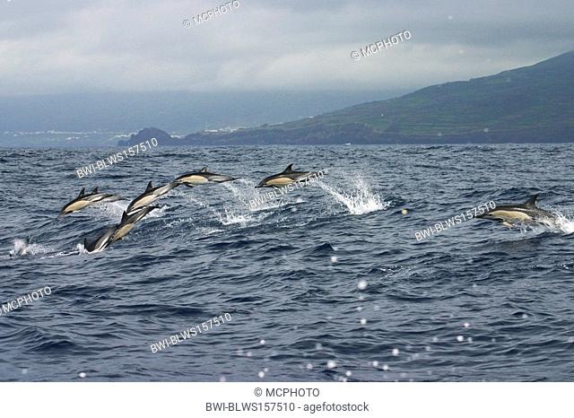common dolphin, short-beaked Common Dolphin, saddlebacked dolphin, crisscross dolphin Delphinus delphis, school, Portugal, Azores