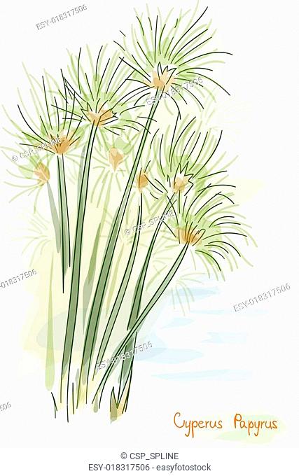 Papyrus plant. (Cyperus Papyrus)