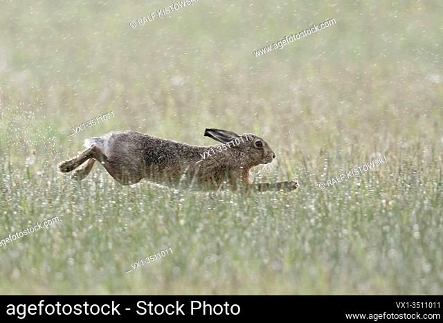 Brown Hare / European Hare / Feldhase ( Lepus europaeus ) on a rainy day in April, running through a wet meadow, stretched jump, wildlife, Europe
