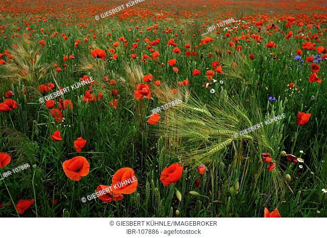 Poppy in the field - Papaver rhoeas