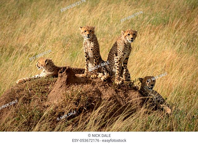 Cheetah and three cubs on termite mound