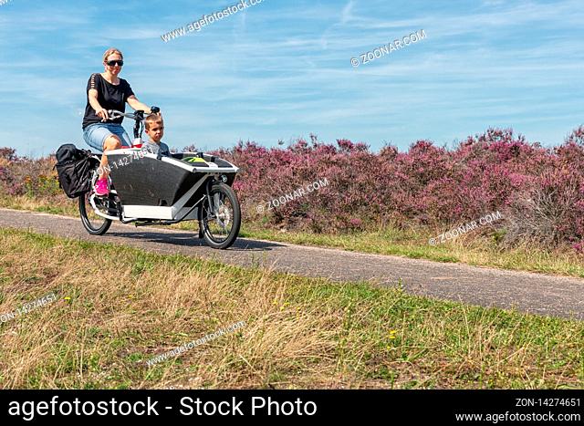 Ermelo, The Netherlands - August 23, 2019: Woman with little boy in carrier cycle at blooming purple heath in Dutch National Park Veluwe