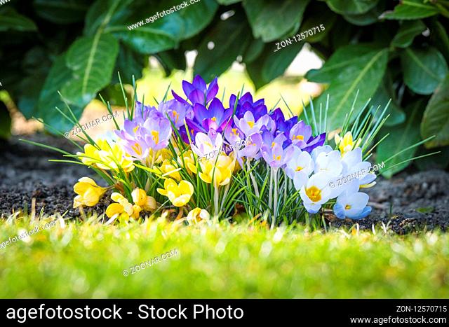 Colorful crocus flowers in various colors in the spring blooming in the garden
