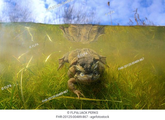 Common Frog (Rana temporaria) adult pair, in amplexus underwater, Idle Valley, Nottinghamshire, England, March