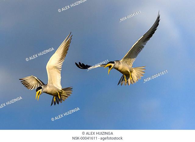 Pair of Large-billed Tern (Phaetusa simplex) displaying and calling in flight, Brazil, Mato Grosso, Pantanal