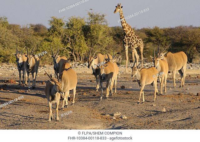 Common Eland Taurotragus oryx herd, with Giraffe Giraffa camelopardalis, approaching waterhole, Etosha N P , Kunene, Namibia