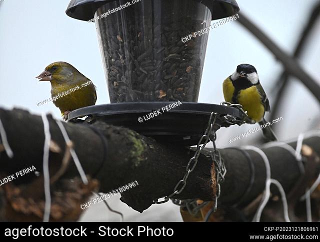 European greenfinch (Chloris chloris), left, and Great tit (Parus major), right, pictured in Olomouc, Czech Republic, on December 18, 2023