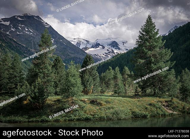 Conifers by the water with Swiss Alps in the Engadine in summer