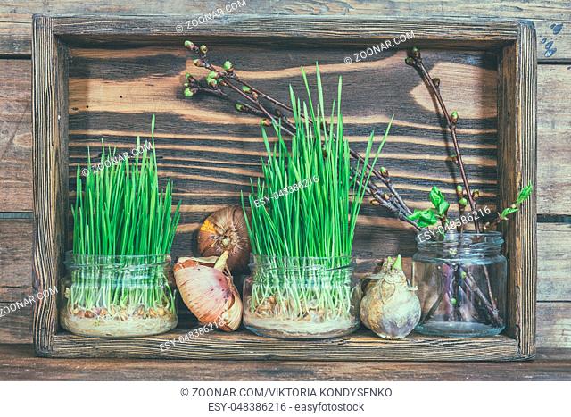 Gardening and planting concept. Seedlings, garden tools, tubers (bulbs) gladiolus and hyacinth, branch of trees with buds in wooden box