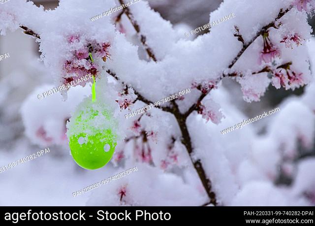 31 March 2022, Schleswig-Holstein, Wentorf bei Hamburg: Several centimeters of snow lie on the blossoms of a Japanese cherry in Wentorf near Hamburg