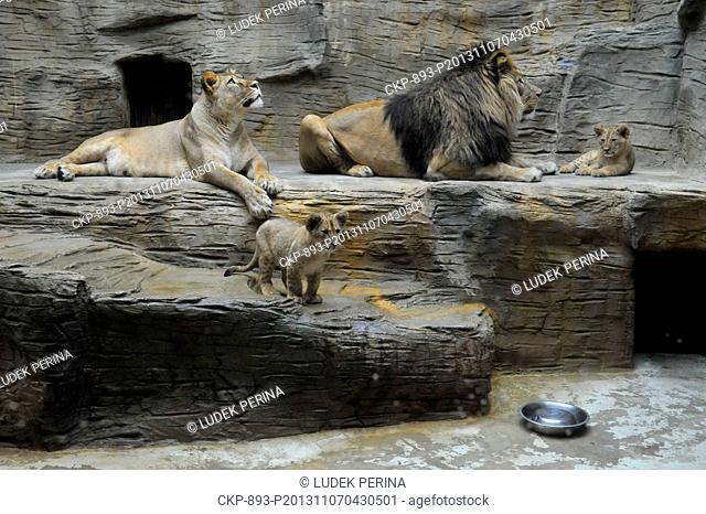 Cubs of Barbary lion Basty and Terry were introduced in an outdoor enclosure in zoo in Olomouc, Czech Republic, November 7, 2013