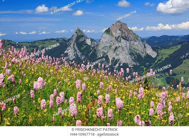 Alp, Alps, view, view from Fronalpstock, mountain, mountain panorama, mountains, mountain spring, flower, flowers, flower meadow, flora, Fronalpstock, spring
