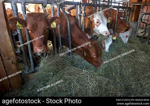 31 March 2021, Bavaria, Rettenberg: Young cattle stand in the stable of the Uhlemair family. On the farm, 15 steers and one female young animal are kept...