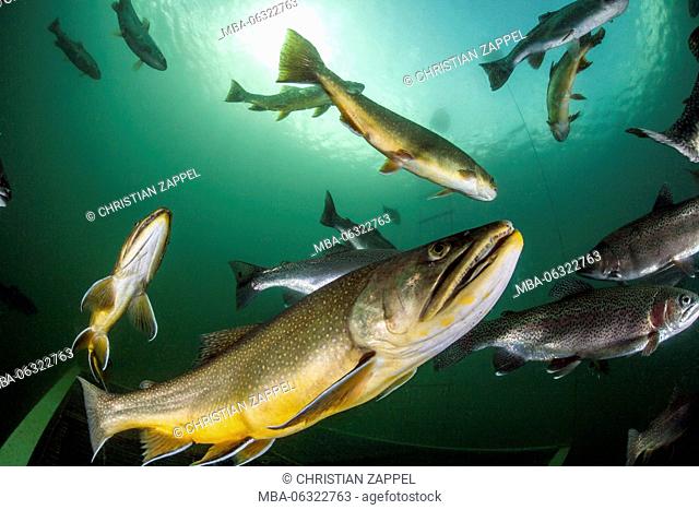school of brook trout, Salvelinus fontinalis and rainbow trout, Oncorhynchus mykiss, Grüblsee (lake), Styria, Austria, Europe