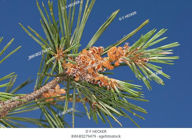 Scotch pine, scots pine Pinus sylvestris, branch with male flowers, Germany
