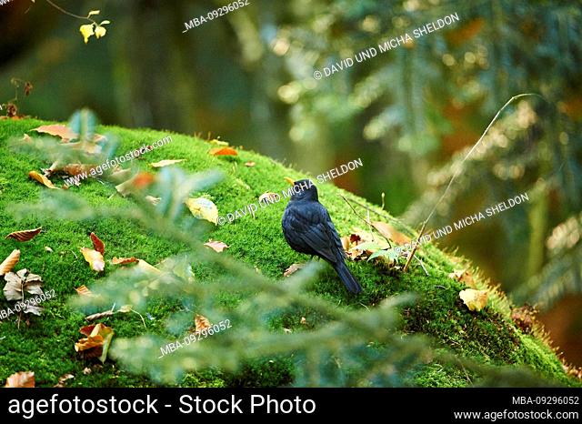 Blackbird, Turdus merula, male, lateral, standing