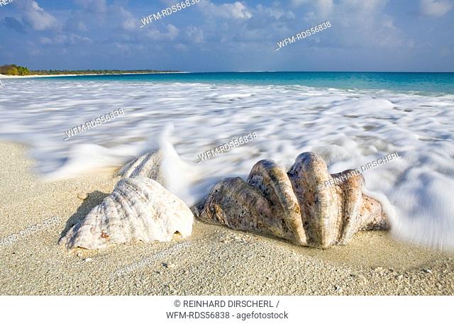 Shells at Bikini Beach, Bikini Atoll, Micronesia, Pacific Ocean, Marshall Islands
