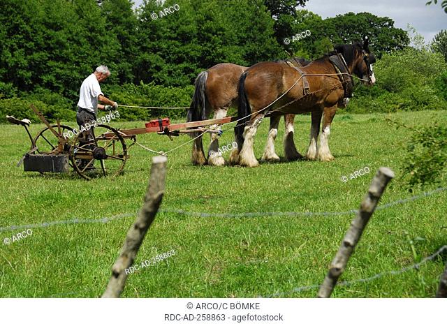 Plough with Shire Horses Killarney national park County Kerry Ireland