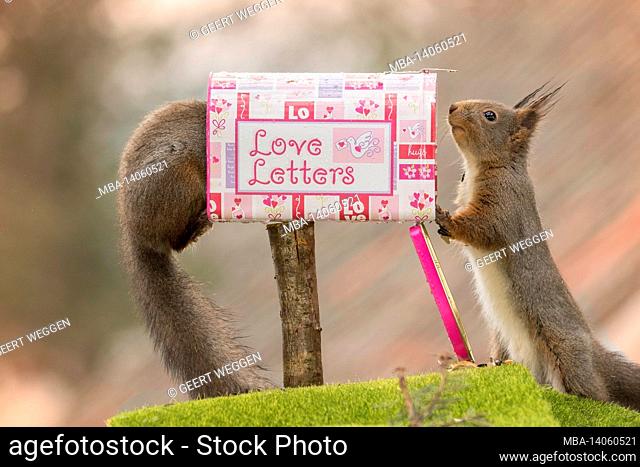 profile and close up of red squirrel standing with and another in a mailbox