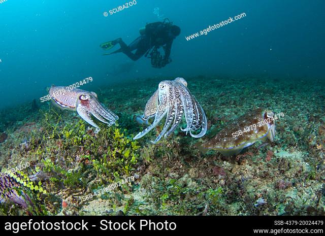 Three Pharoah Cuttlefish, Sepia pharaonis, interacting together close to the seabed, with a diver photographer behind, Taliabu Island, Sula Islands, Indonesia