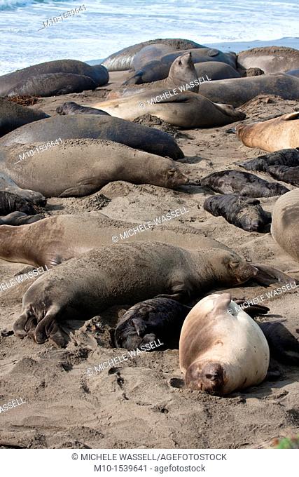 Elephant Seals laying on beach
