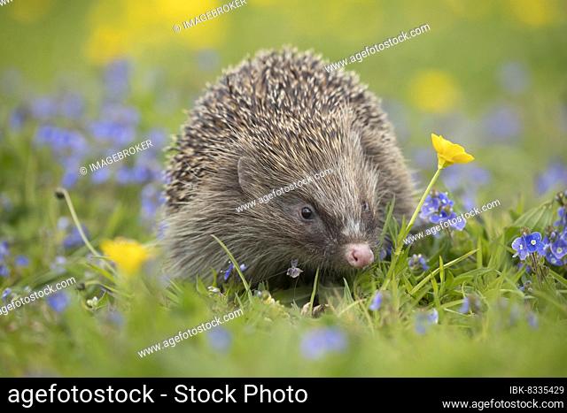 European hedgehog (Erinaceus europaeus) adult walking in a meadow with Spring flowers, Suffolk, England, United Kingdom, Europe