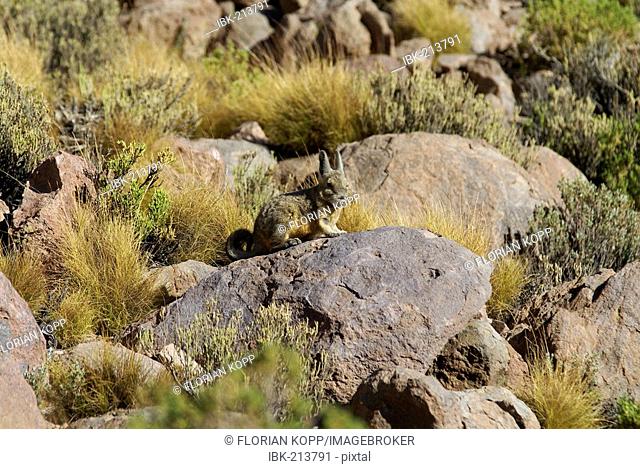 Viscacha (Lagostomus maximus), Uyuni Highlands, Bolivia
