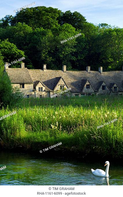 Swan on River Coln by Arlington Row cottages traditional almshouses in Bibury, Gloucestershire in The Cotswolds, UK
