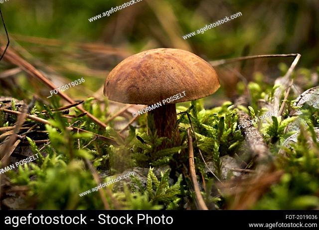 Brown Bay Bolete mushroom growing in woods