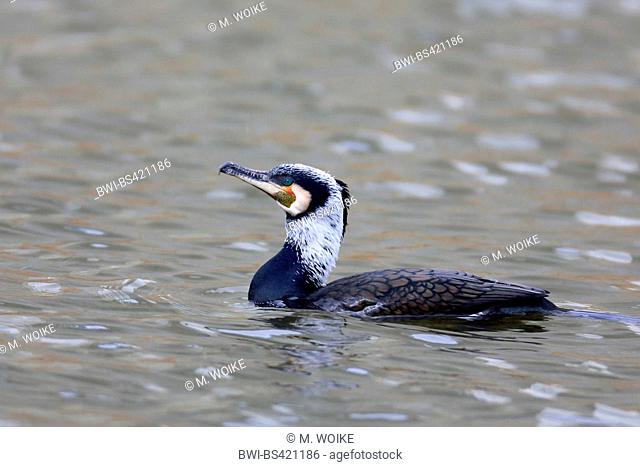 Chinese great cormorant (Phalacrocorax carbo sinensis, Phalacrocorax sinensis), swimming nuptial plumage, side view, Netherlands, Frisia