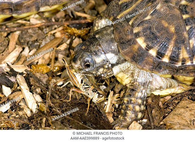 Ornate Box Turtle (Terrapene o. ornata), young eating grasshopper prey, Billings, Montana