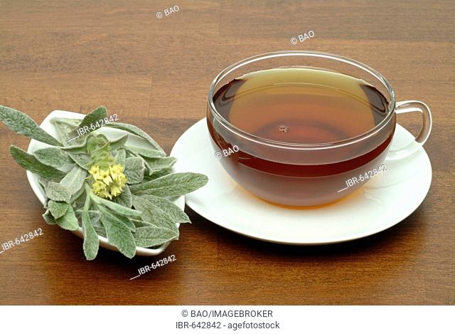 Ironwort or Mountain Tea (Sideritis syriaca) tea, herbal tea
