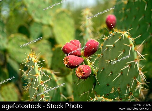 Close up photo of a blooming cactus in Saguaro National Park, Arizona, USA
