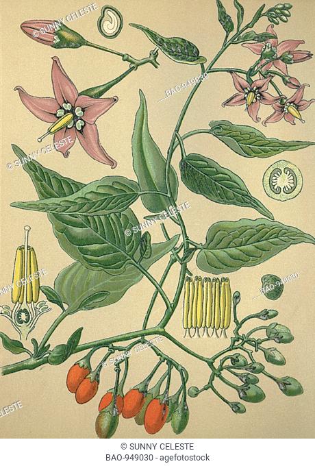 Historical chromo image 1880 of medicinal plant bittersweet, dulcamara, solanum dulcamara, solanum
