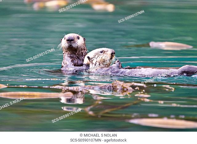 Adult sea otter Enhydra lutris kenyoni mother and pup in Inian Pass, Southeastern Alaska, USA Pacific Ocean MORE INFO: This sub-species ranges from the Aleutian...