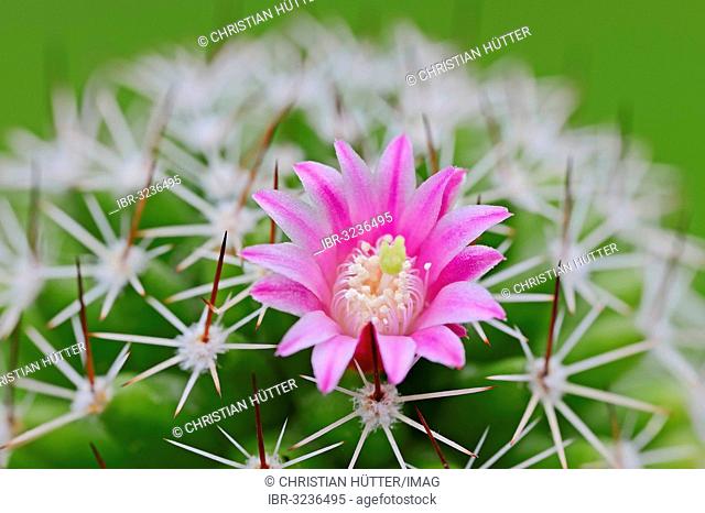 Pincushion Cactus, Red-headed Irishman (Mammillaria spinosissima), flower