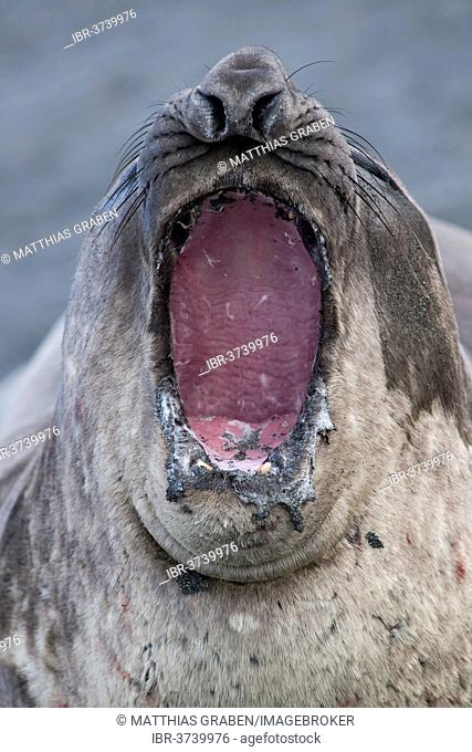 Southern Elephant Seal (Mirounga leonina), young male, Gold Harbour, South Georgia and the South Sandwich Islands, Antarctica