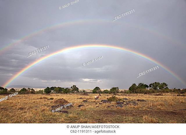 Topi (Damaliscus lunatus jimela) against a backdrop of a rainbow, Maasai Mara National Reserve, Kenya