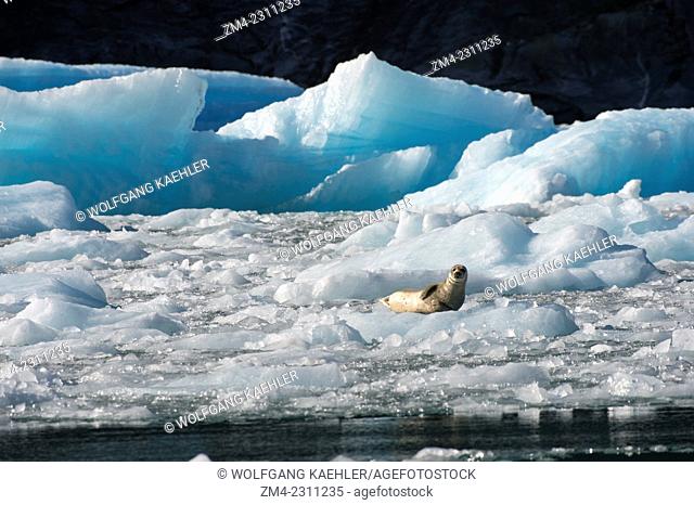 Harbor seal (Phoca vitulina) resting on icebergs from the LeConte Glacier and are drifting in LeConte Bay, Tongass National Forest, Southeast Alaska, USA