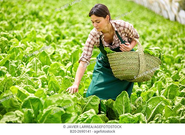 Farmer, Chards collection, Beta vulgaris var. cicla, Greenhouse, Agricultural field, Villafranca, Navarre, Spain