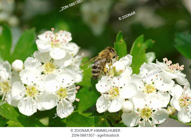 Crataegus monogyna, Eingriffliger Weißdorn, Hawthorn, mit Biene