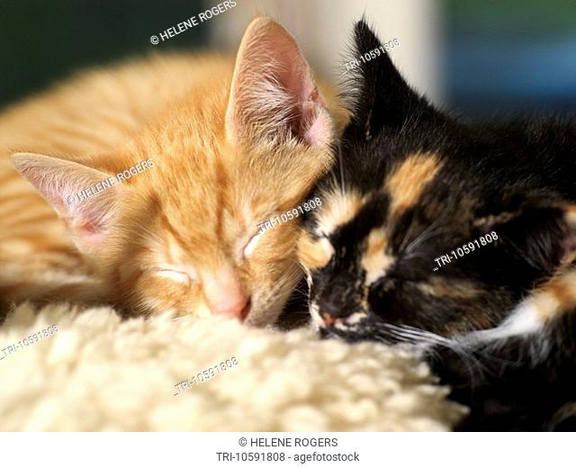 Two Eight Week Old Kittens Asleep Ginger and Tortoiseshell