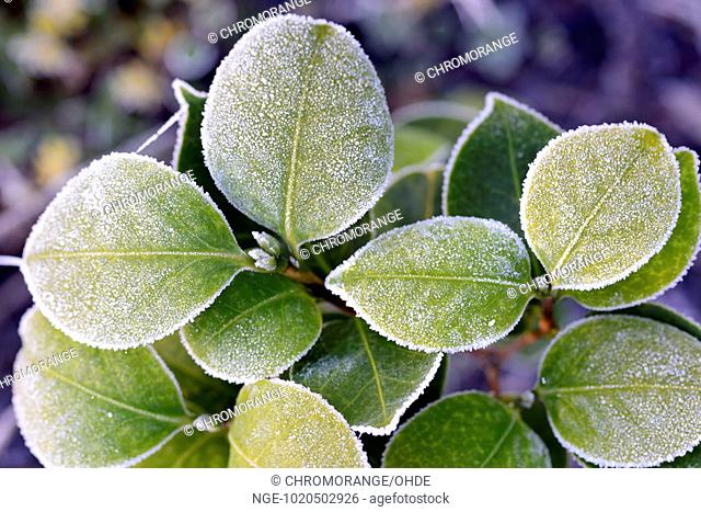 Frozen leaves, hoar frost