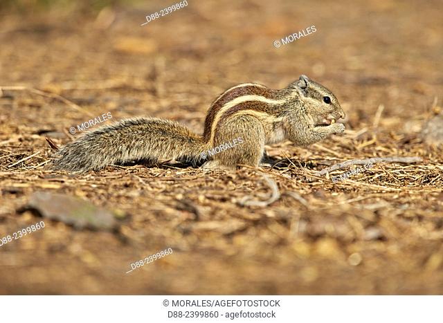 Asia, India, Rajasthan, Bharatpur, Keoladeo national park, Northern palm squirrel or Fivestriped Palm Squirrel, ground squirel (Funambulus pennantii)