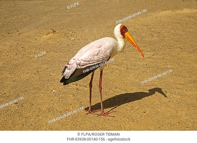 Yellow-billed Stork Mycteria ibis adult, vagrant, standing on sand, Fuerteventura, Canary Islands