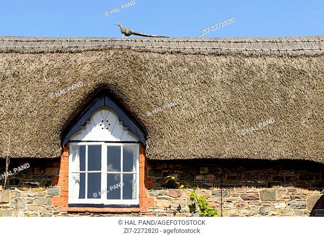 straw roof detail at Porlock, Somerset, detail of straw roof of stone cottage, in historic touristic village of Somerset. Shot in bright light