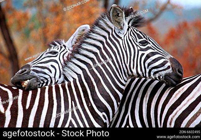 Steppenzebras, Südafrika, Kruger Nationalpark, South Africa, Plains Zebras, Perissodactyla, Equus quagga